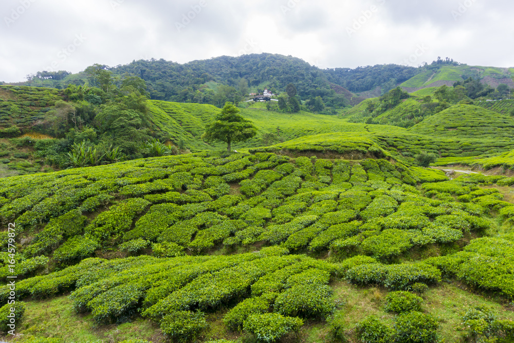 Beautiful scenery of tea plantation at Cameron Highlands, Pahang, Malaysia