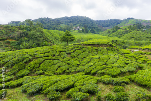 Beautiful scenery of tea plantation at Cameron Highlands, Pahang, Malaysia © iswan