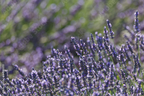 lavender fileds  valensole  france  provence  lavender flowers