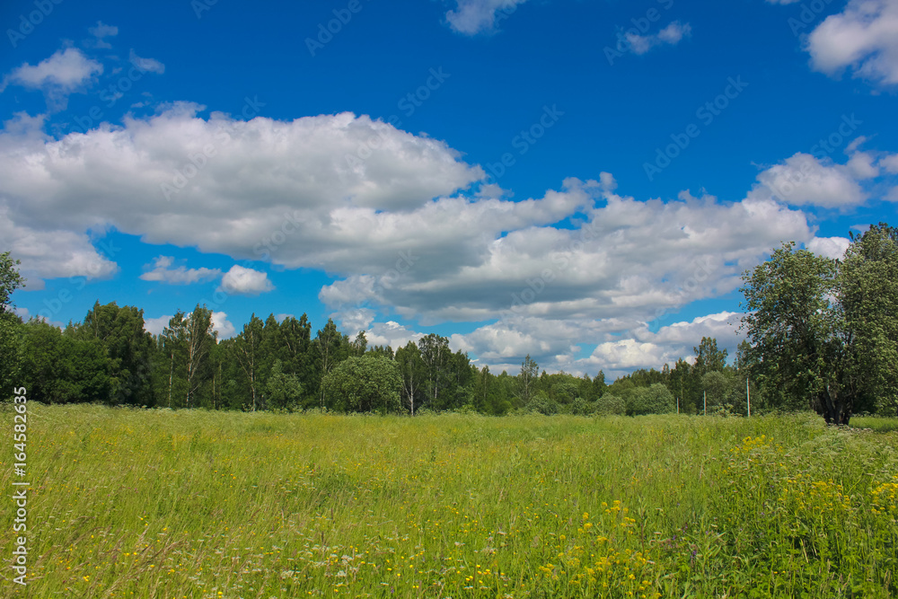 Obraz premium Летний парк