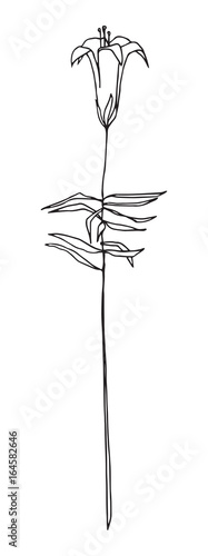 Vector image. Outline harebell flower. Line illustration of bluebell or campanula.