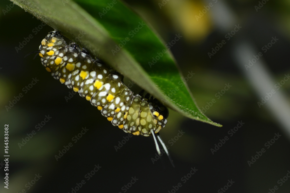 Big green caterpillar with white and yellow spots about to munch on a leaf Big green caterpillar with white and yellow spots about to munch on a leaf
