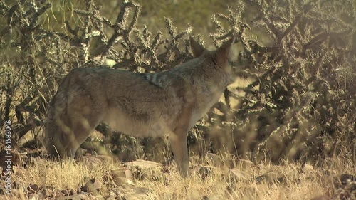 Coyotes Walking Around The Desert 4