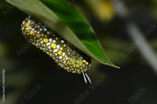 Big green caterpillar with white and yellow spots about to munch on a leaf © David Carillet