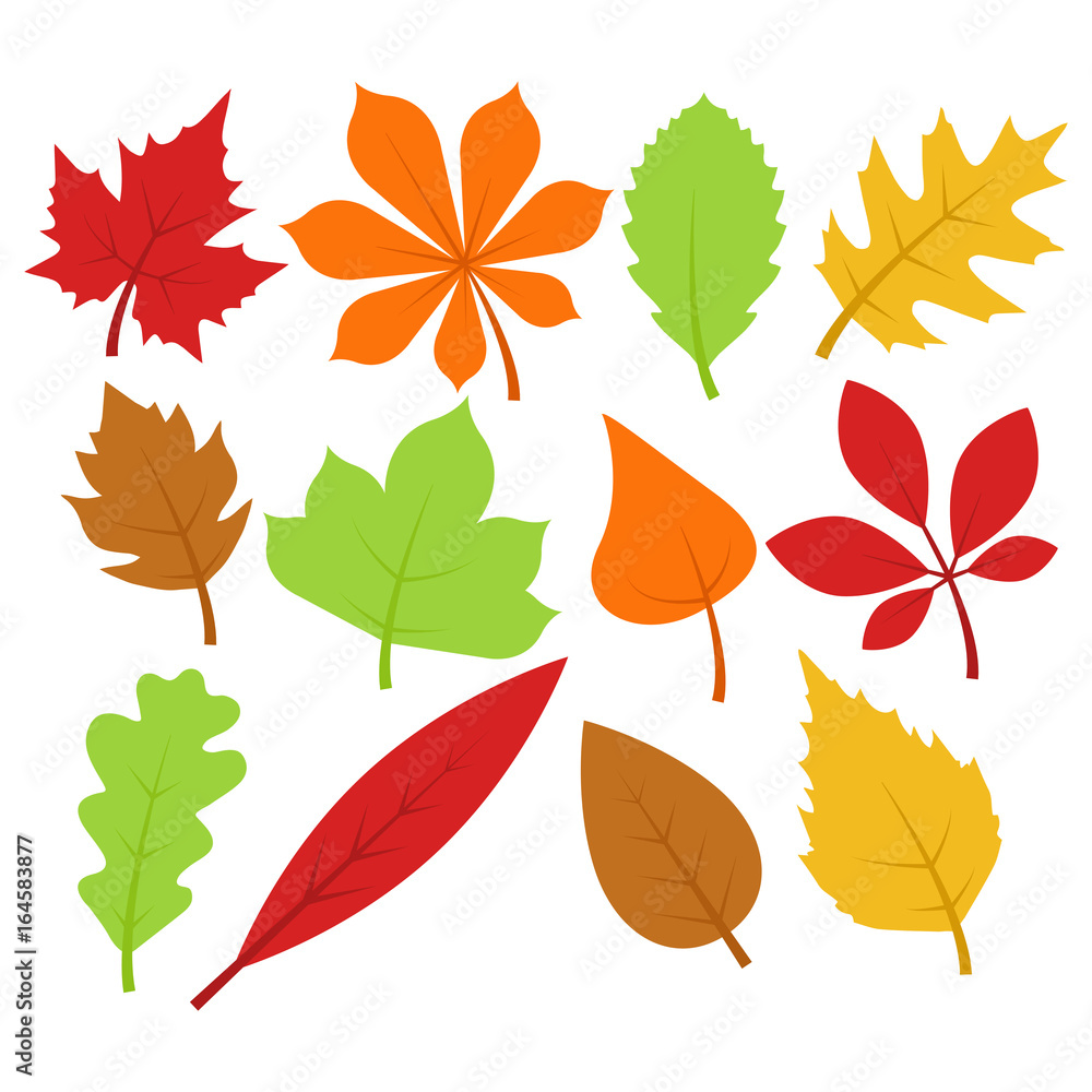 Naklejka premium Autumn / Fall Leaves Collection