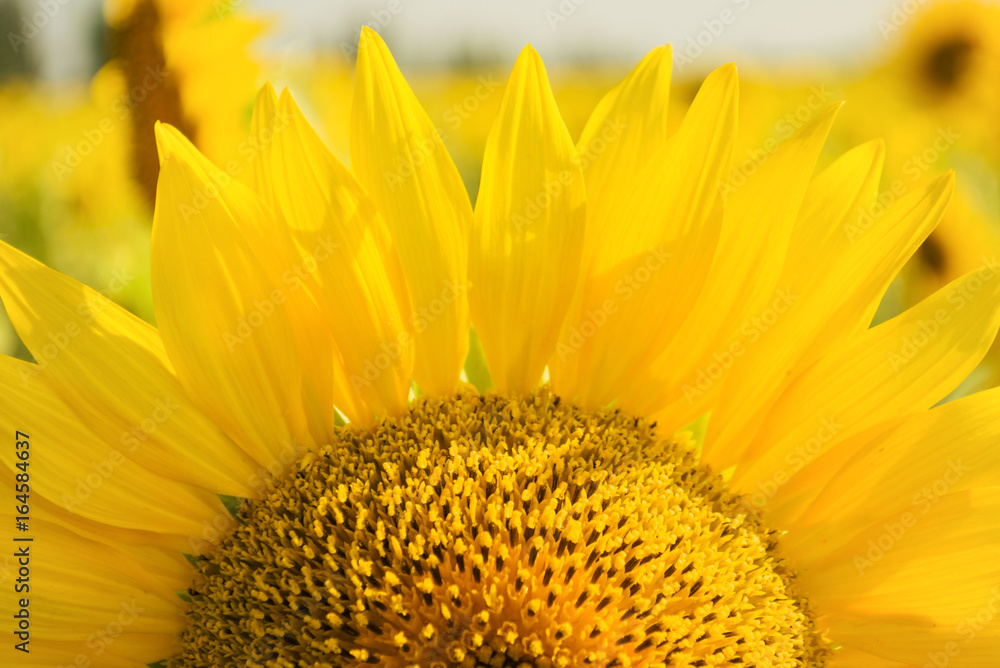 Fototapeta premium Sunflower field