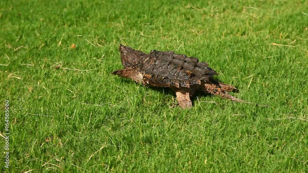 Alligator Snapping Turtle(Macrochelys temminckii) in grass. Alligator Snapping Turtle(Macrochelys temminckii) in grass.