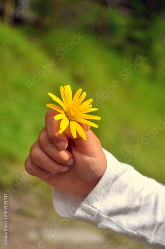 flower in the hand of a child close up
