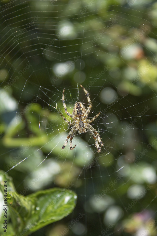 Garden spider (araneus diadematus) on its web on a summer afternoon Garden spider (araneus diadematus) on its web on a summer afternoon