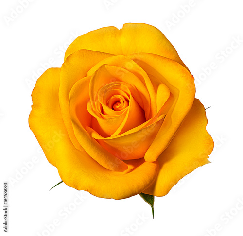 rose isolated on white