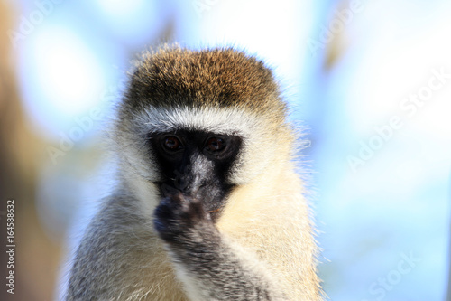 Vervet Monkey - Lake Nukuru Nature Reserve - Kenya photo