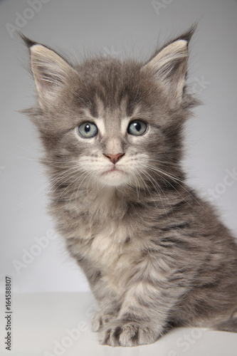 kitten of maine coon on white background