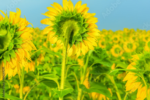 Sunflowers in drops after the rain. Large yellow head on a background of blue sky.  