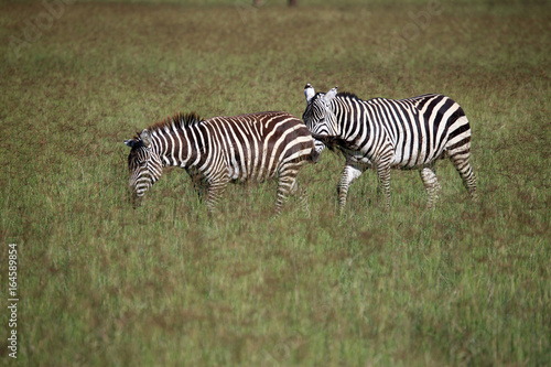 Zebra - Kenya