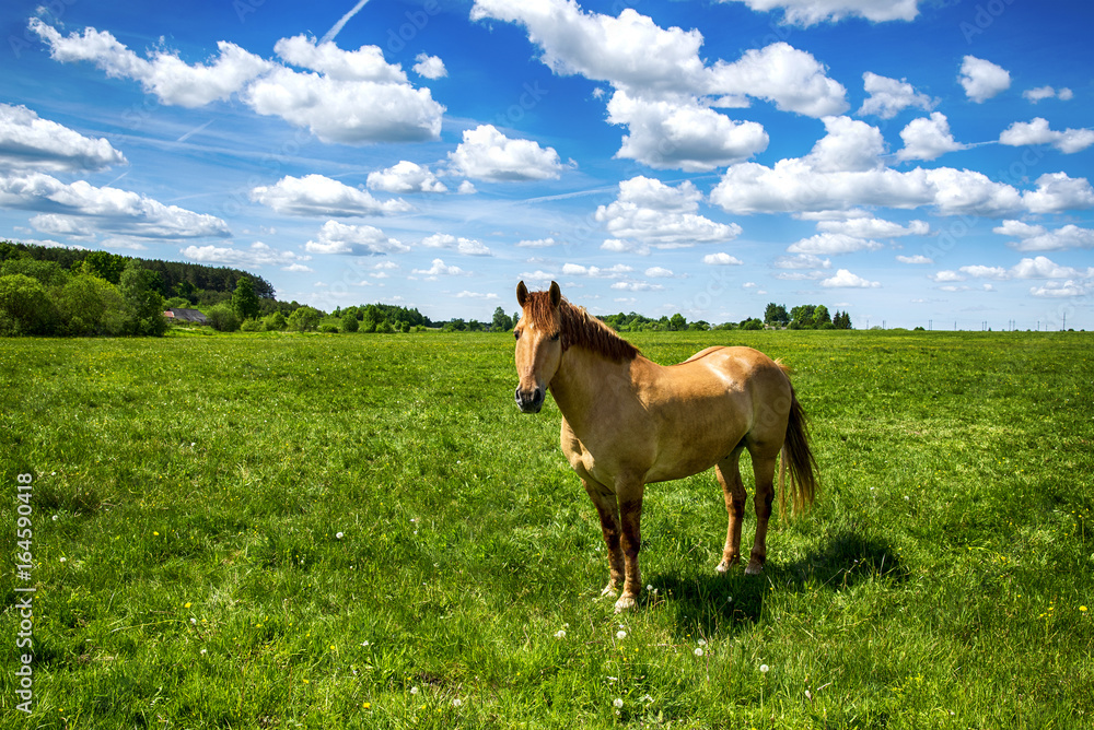 Obraz premium Red horse with long mane