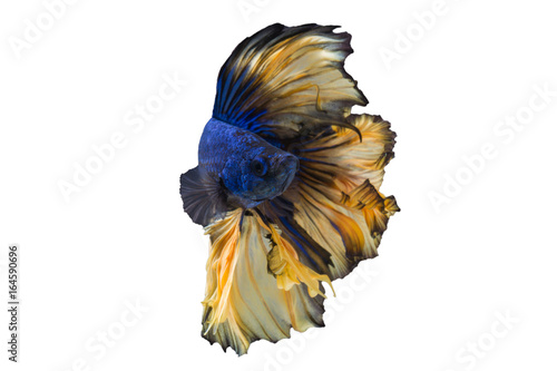Fighting fish isolated on White background