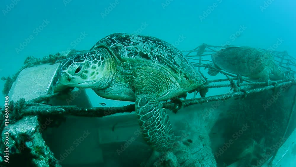 Green Turtle resting, Sipadan, Malaysia Green Turtle resting, Sipadan, Malaysia