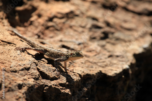 Lizard in Kenya