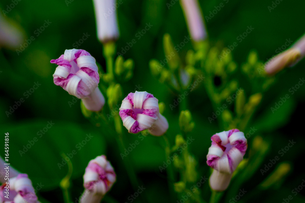 morning glory flowers on morning Glory Tree or Ipomoea Carnea Jacq morning glory flowers on morning Glory Tree or Ipomoea Carnea Jacq