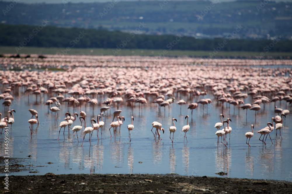 Fototapeta premium Pink Flamingoes - Lake Nukuru Nature Reserve - Kenya