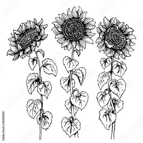 Set of three hand drawn Graphic sunflower isolated on white