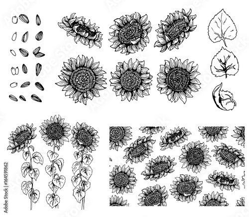 Set of hand drawn Graphic sunflower and elements isolated on white