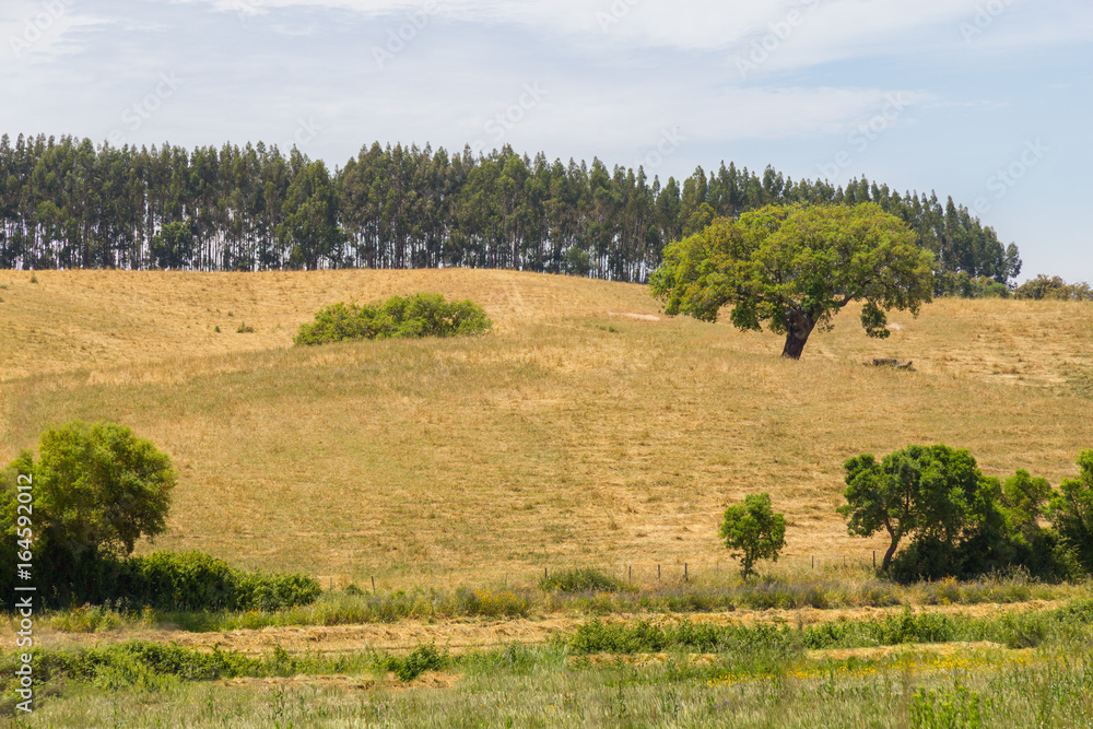 Cork trees in a farm field in Vale Seco, Santiago do Cacem
