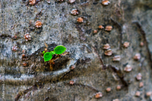 strong seedling growing in the center trunk from tree,business concept of emerging leadership success generating new business. © nitimongkolchai