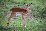 Imapala Antelope - Maasai Mara Reserve - Kenya