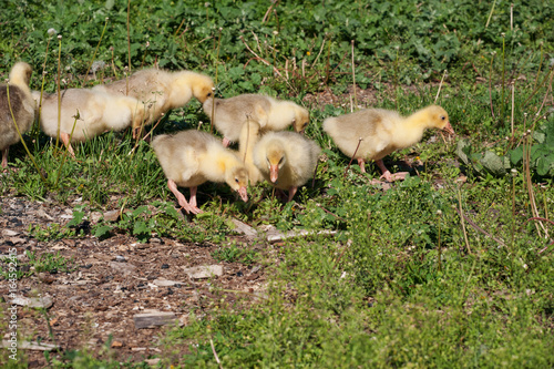 Goslings, run along the grass.