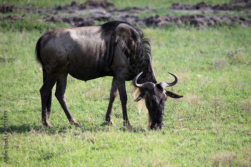 Fototapeta Naklejka Na Ścianę i Meble -  Wildebeest - Maasai Mara Reserve - Kenya