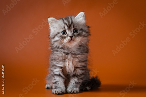 Scottish straight long hair kitten sitting on orange background