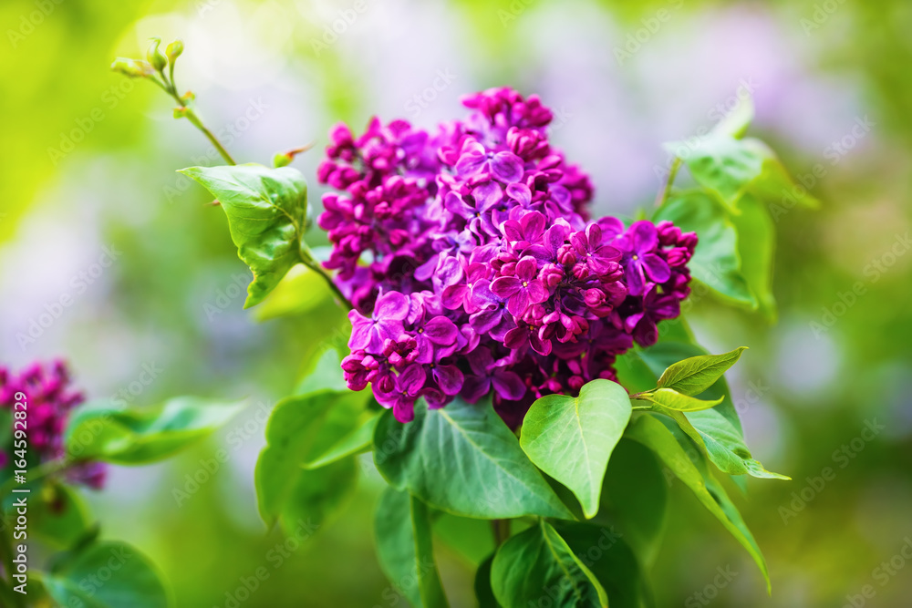 Photo of blooming purple lilac flowers lilac flowers and green leaves in the garden. Shallow depth of field. Selective focus. Photo of blooming purple lilac flowers lilac flowers and green leaves in the garden. Shallow depth of field. Selective focus.