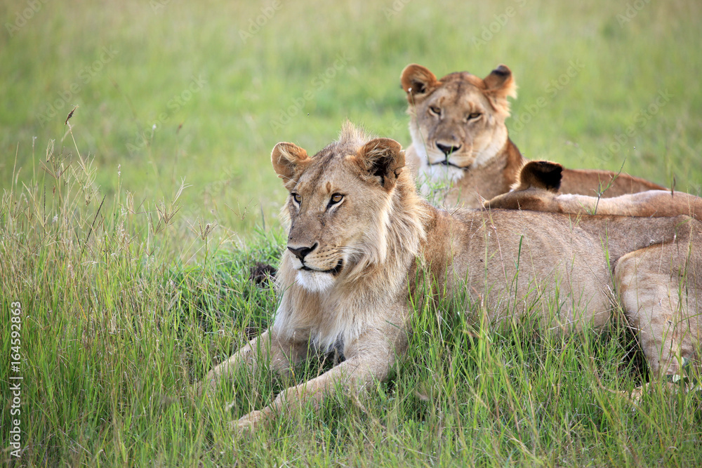 Lion Couple - Maasai Mara Reserve - Kenya
