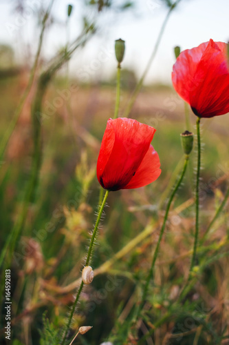 Red poppy flower at the field on blurred background