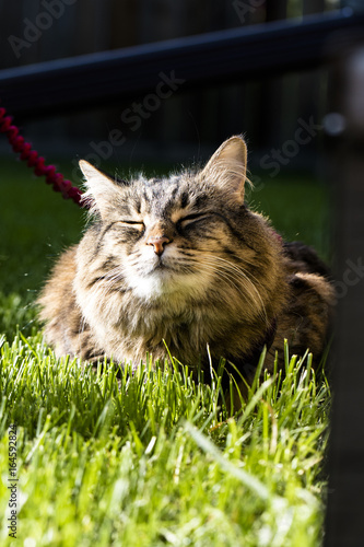 Cat praising the sun