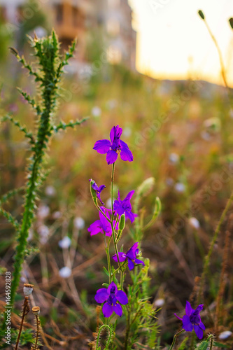 Violet wild flower in the field on blurred background