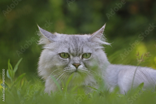 persian cat lying on the grass