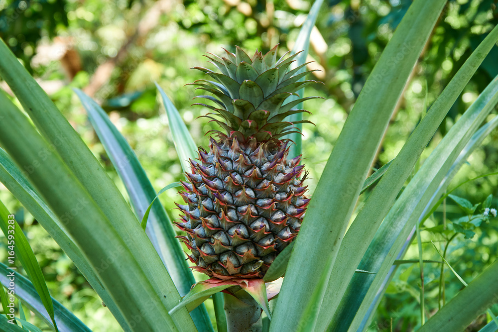 Growing pineapple on the plant, tropical fruit from the Mekong Delta, Vietnam. Nice blurred bokeh. Growing pineapple on the plant, tropical fruit from the Mekong Delta, Vietnam. Nice blurred bokeh.