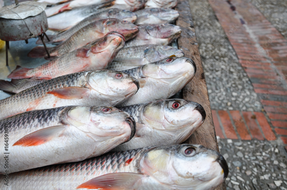 Fresh fish in the market