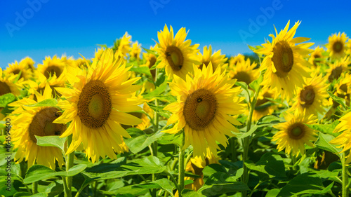 Sunflowers at a sunny summer day  