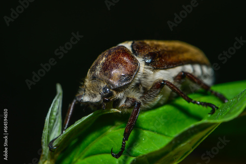 Gerippter Brachkäfer sitzt auf einem Blatt