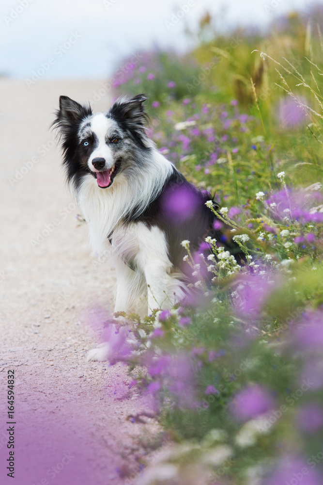 Border Collie