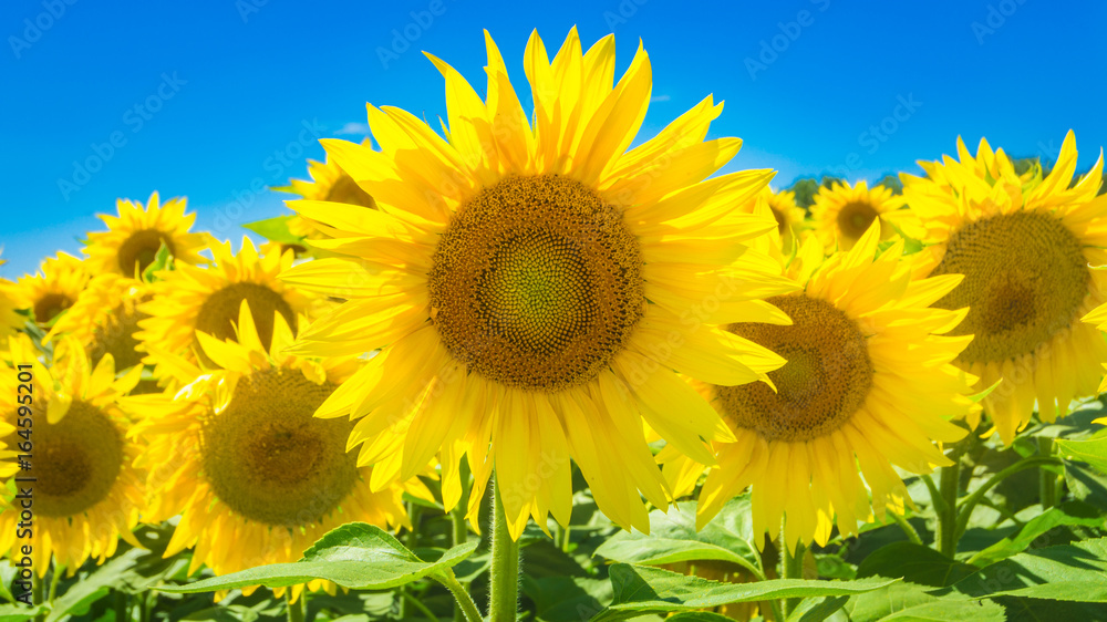 Sunflowers at a sunny summer day
Sunflowers at a sunny summer day