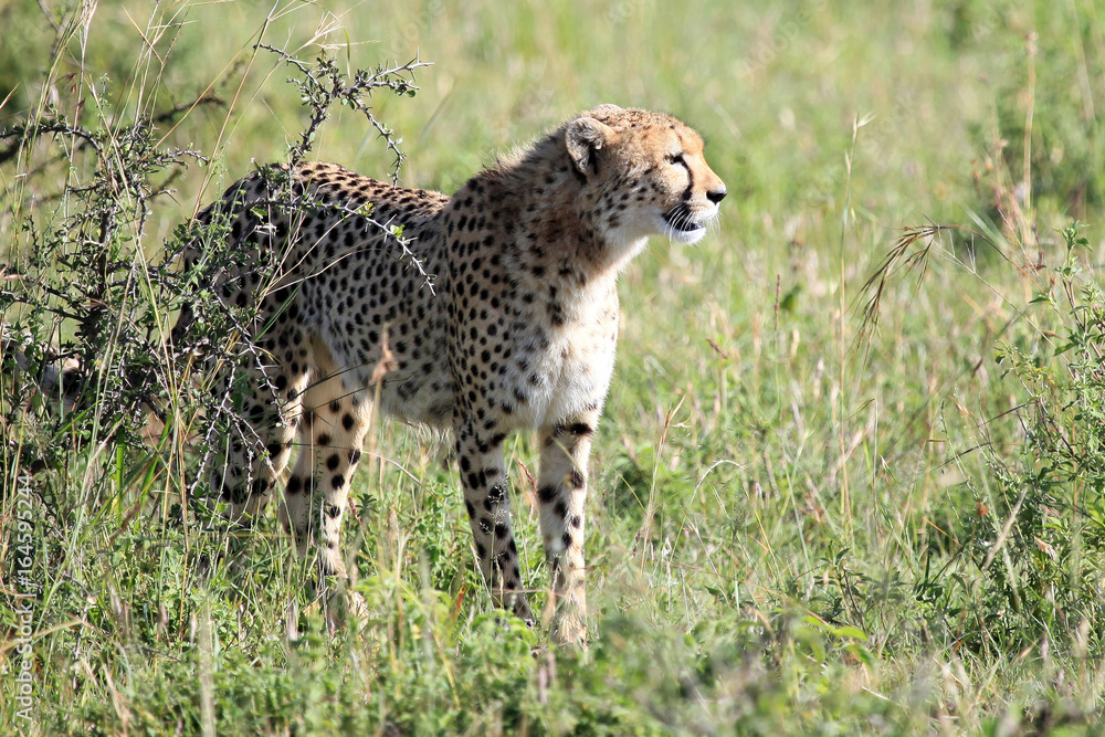 Naklejka premium Cheetah - Maasai Mara Reserve - Kenya
