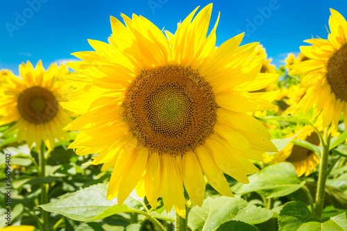 Sunflowers at a sunny summer day  