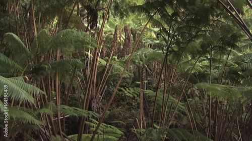 Panorama of Lush Hawaiian Foliage