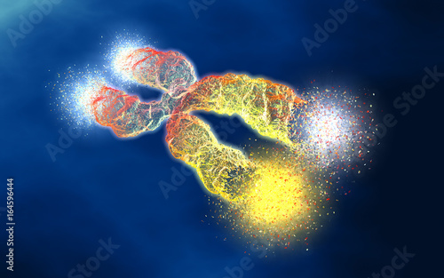 Chromosome with shortened telomeres photo