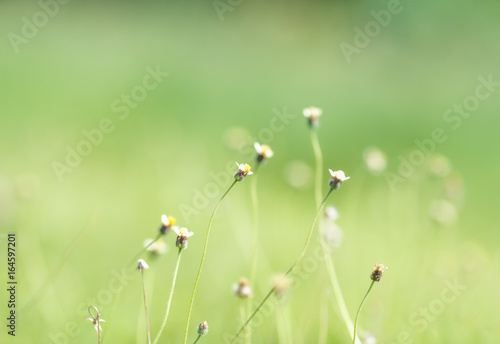 Blossom grass blurred. © songpol