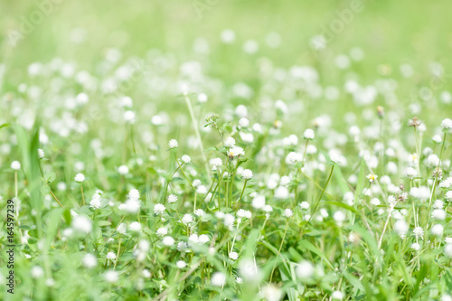 Blossom grass blurred. © songpol